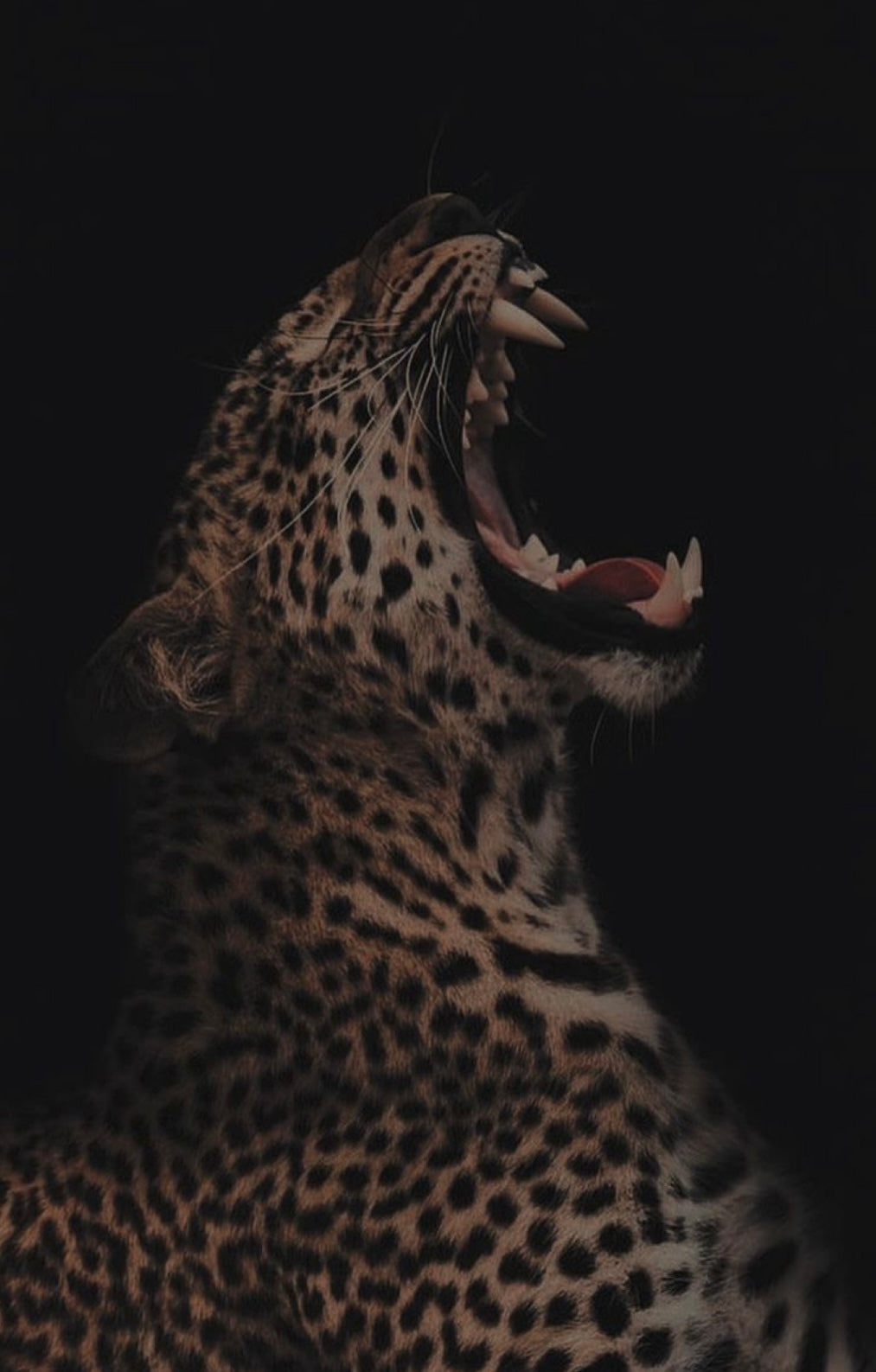 Éveil du Jaguar - Massage